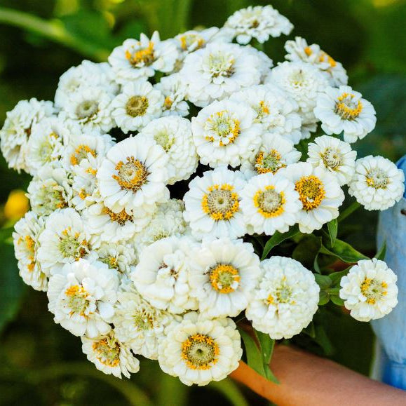 Zinnia 'Pumila White' organic