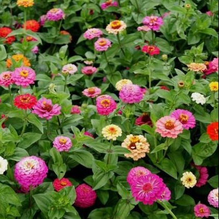 Organic zinnia mixture 'Pumila'