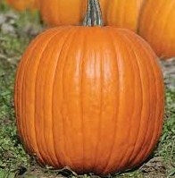 Semences Citrouille 'Mammoth Gold' (Cucurbita maxima)