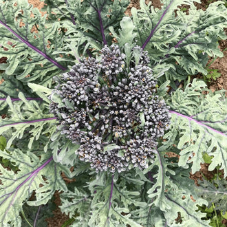 Organic 'Purple Peacock' Broccoli Seeds by Gaia, product image prepared for Canadian gardeners.