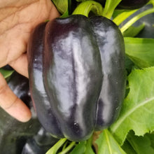 Sweet Pepper 'Purple Beauty' organic