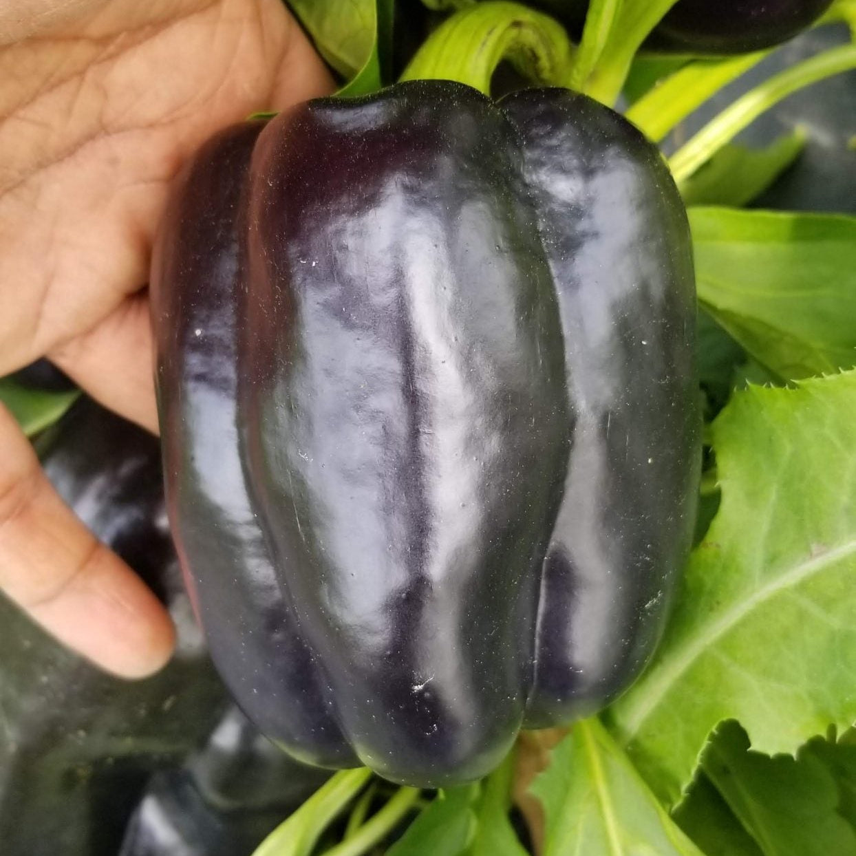 Sweet Pepper 'Purple Beauty' organic
