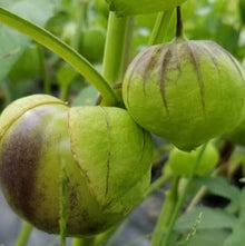 Tomatillo 'Purple Blush' bio