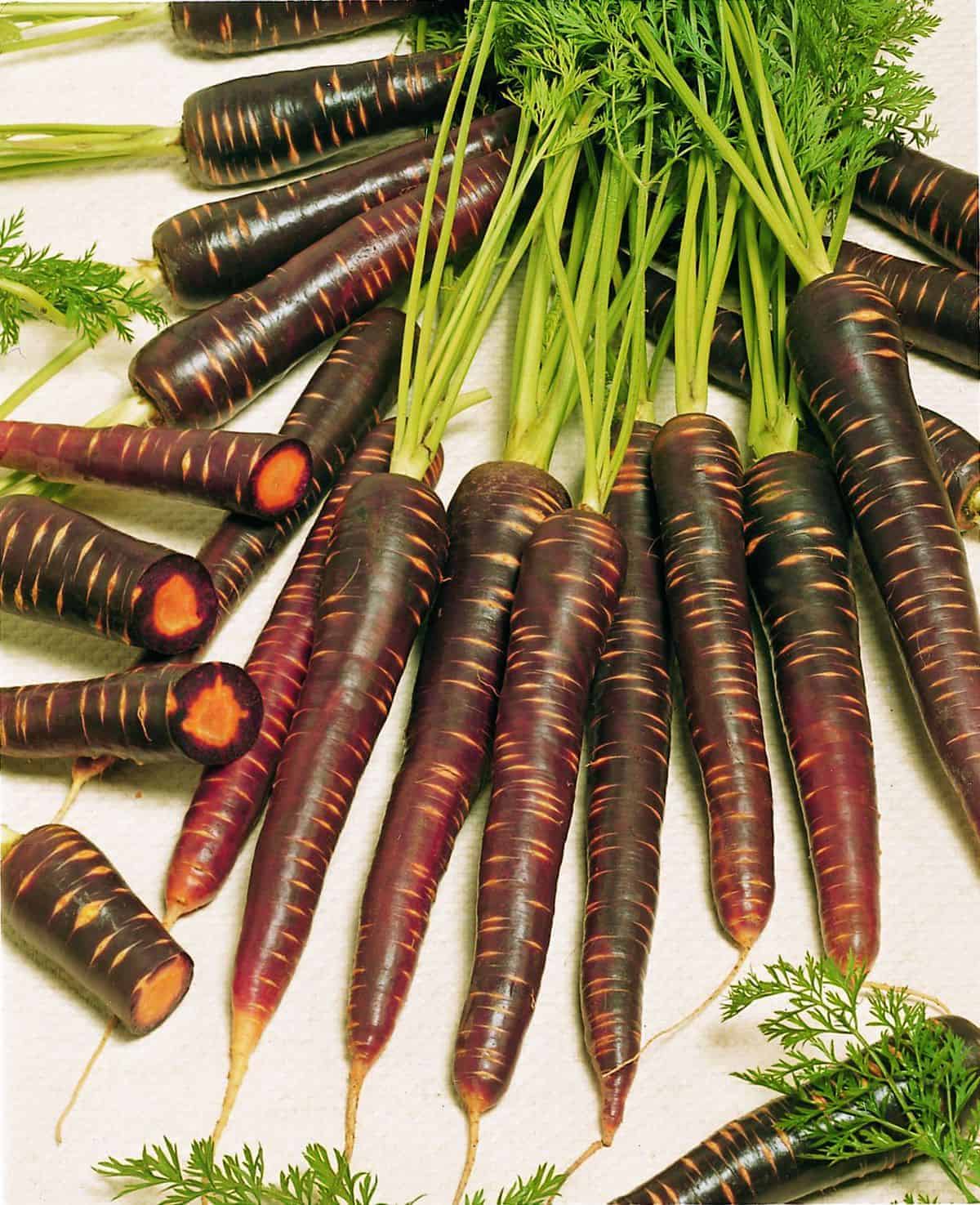 Carotte ‘Purple Haze’, semences écologiques (<em>Daucus carota</em> subsp. <em>sativus</em>)