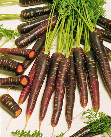 Carotte pourpre 'Brumeuse' bio