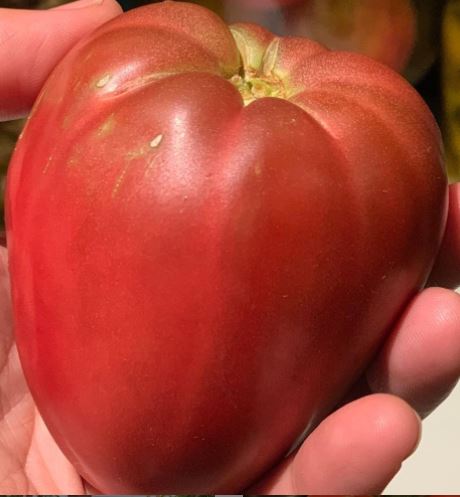 Tomate Purple Heart Dwarf – Gaia Organic Seeds