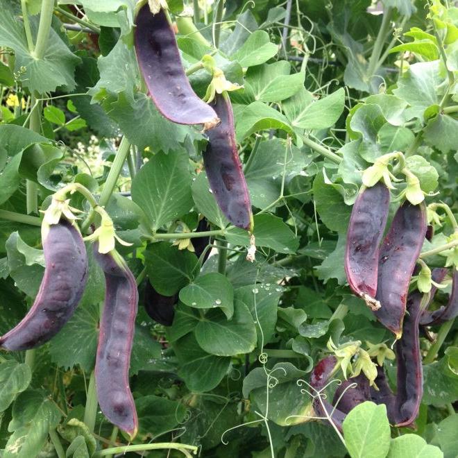 Snow Peas 'Purple Mist' organic