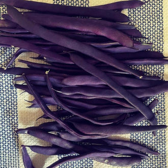 Organic 'Purple Peacock' Pole Bean Seeds by Gaia, product image prepared for Canadian gardeners.