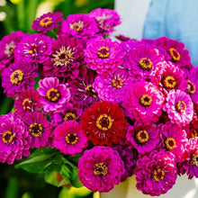 Zinnia 'Purple Prince' bio