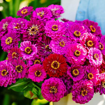 Zinnia 'Purple Prince' organic