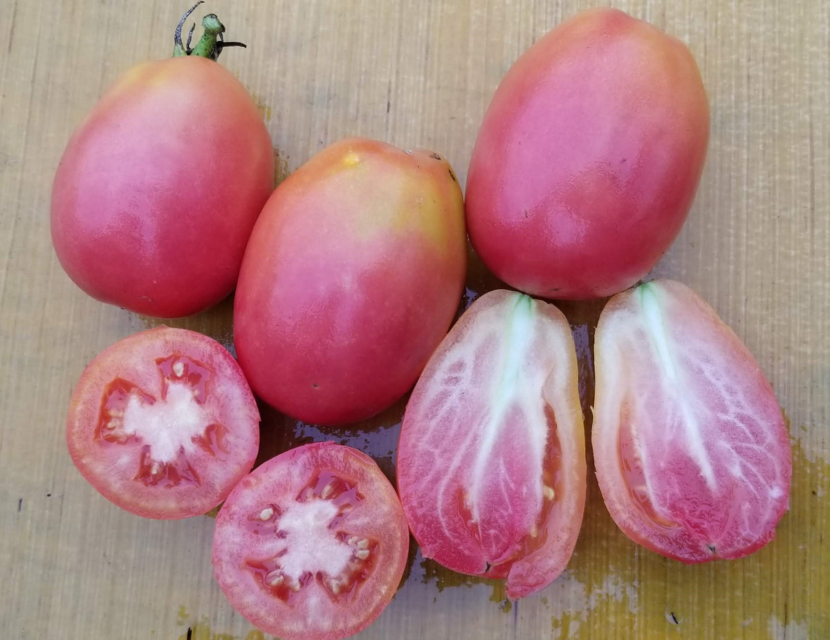 Tomate Russe mauve – Gaia Organic Seeds