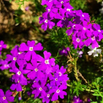 Verveine 'Purple Top' bio
