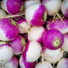 Turnip 'Purple Top White Globe' organic