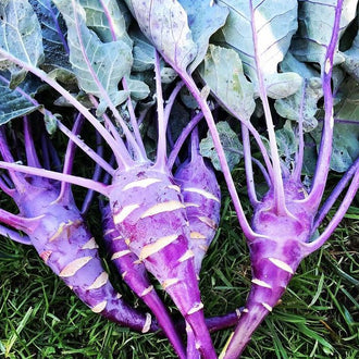 Organic 'Purple Vienna' Kohlrabi Seeds by Gaia, product image prepared for Canadian gardeners.
