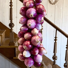 Onion 'Purplette' organic
