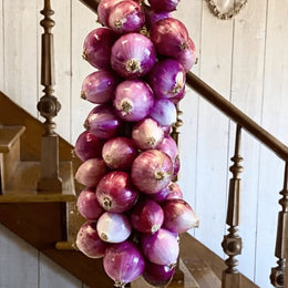 Onion 'Purplette' organic