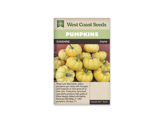 Sachet Sunshine de West Coast Seeds avec un bandeau vert pâle et le nom sur fond sombre. La photo montre un amas de petites citrouilles jaunes, aplaties et creusées de côtes. Leurs pédoncules sont verts ou gris. Les fruits reposent devant un fond rouge, au-dessus d’une zone beige où figure du texte.