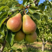 Pyrus communis 'Harrow Bounty'