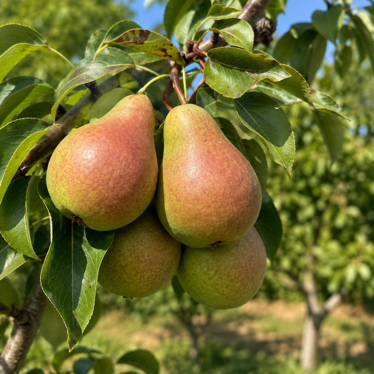 Pyrus communis 'Harrow Bounty'