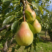 Pyrus communis 'Harrow Crisp'
