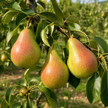 Pyrus communis 'Harrow Sweet'