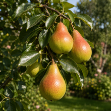 Pyrus communis 'Luscious'