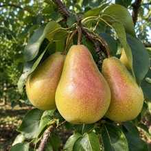 Pyrus communis 'Patten'