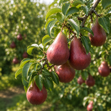 Pyrus communis 'Red Sensation'