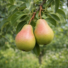Pyrus communis 'Bartlett'