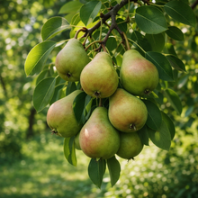 Pyrus communis 'Flemish Beauty'