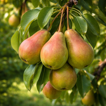 Pyrus communis 'Clapp's Favorite'