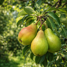 Pyrus communis 'Cold Snap'