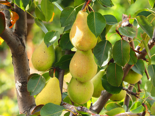 Pyrus communis 'Early Golden'
