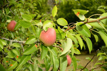 Pyrus communis 'Flemish Beauty'