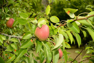 Poirier ‘Flemish Beauty’ (Pyrus communis)