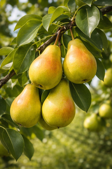Pyrus communis 'Golden Spice'