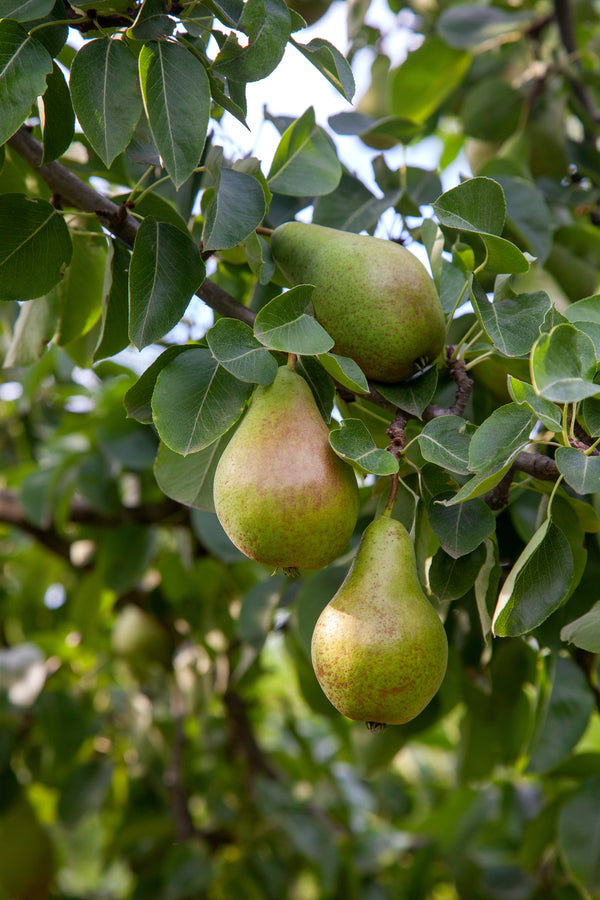 Pyrus communis 'Harrow Bounty'
