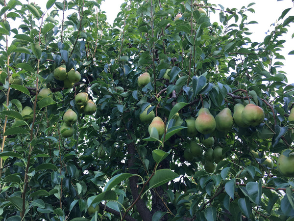 Pyrus communis 'Harrow Crisp'