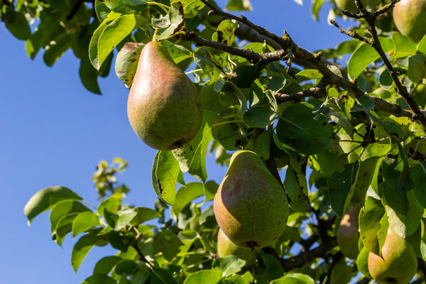Pyrus communis 'Harrow Gold'