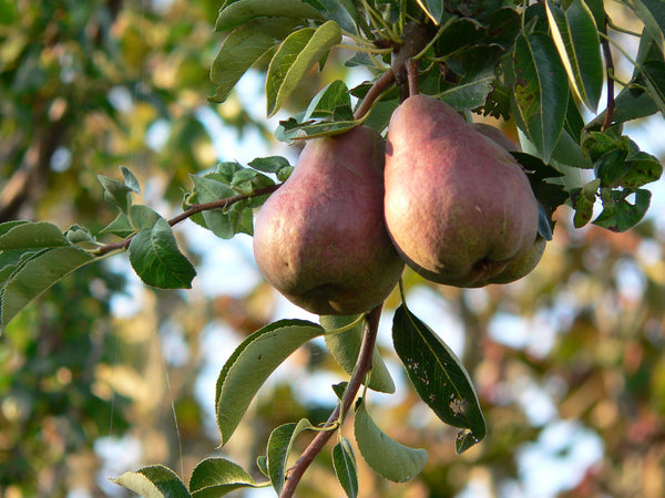 Pyrus communis 'Luscious'