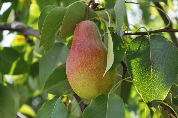 Pyrus communis 'Summercrisp'