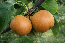 Pyrus pyrifolia 'Chojuro'