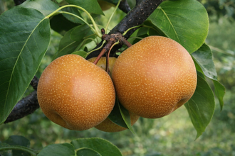 Pyrus pyrifolia 'Chojuro'