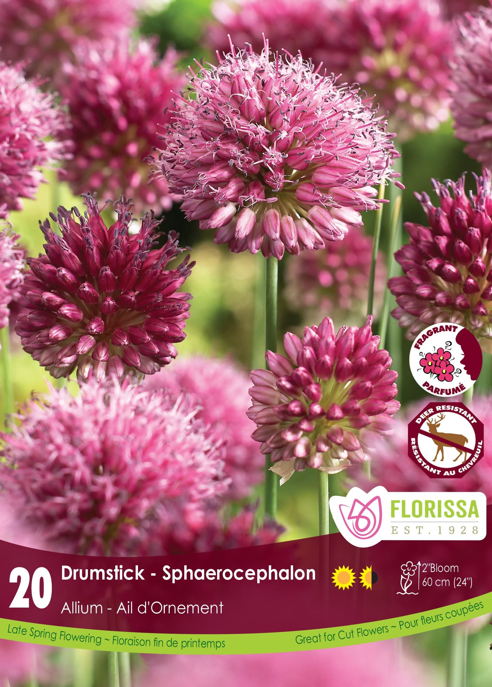 Ail à tête ronde (<em>Allium sphaerocephalon</em>)