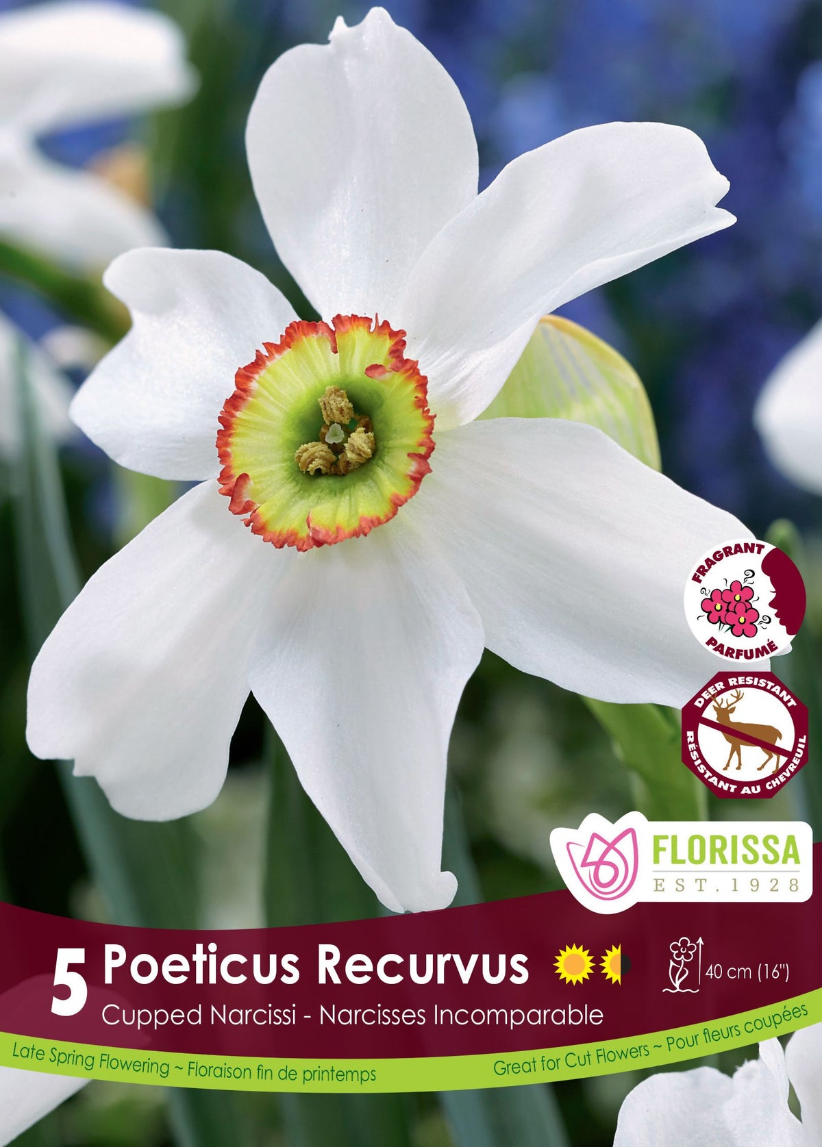 Narcisse des poètes ‘Recurvus’ ( Narcissus poeticus ) : un narcisse blanc à petite couronne jaune cerclée de rouge. Le visuel Florissa présente la plante et son nom dans la partie inférieure de l’étiquette. La photographie occupe presque toute la surface, tandis que le bandeau du bas rassemble les indications du produit. Cette vue permet de reconnaître son apparence et de distinguer la variété présentée.