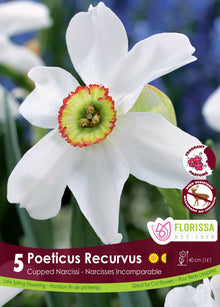 Narcisse des poètes ‘Recurvus’ ( Narcissus poeticus ) : un narcisse blanc à petite couronne jaune cerclée de rouge. Le visuel Florissa présente la plante et son nom dans la partie inférieure de l’étiquette. La photographie occupe presque toute la surface, tandis que le bandeau du bas rassemble les indications du produit. Cette vue permet de reconnaître son apparence et de distinguer la variété présentée.