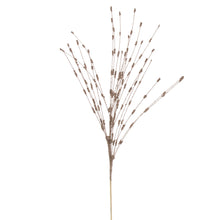 Spr Baies  Chmp.  36"