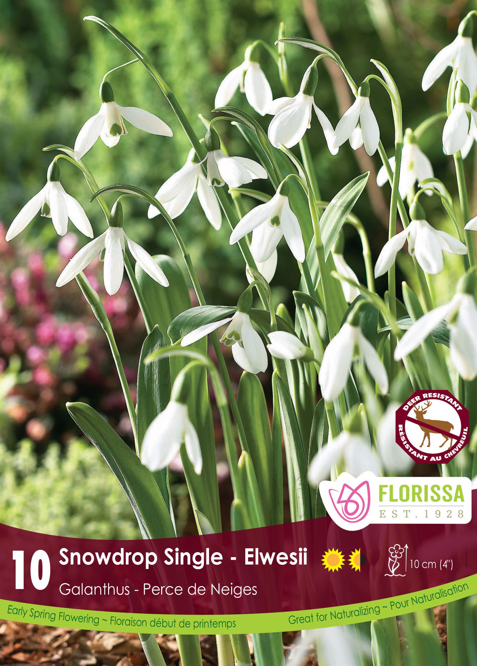 Galanthus Elwesii 