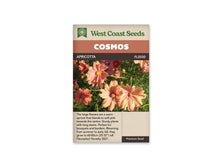 Sachet Apricotta de West Coast Seeds sur fond blanc. La photo montre plusieurs fleurs abricot et roses autour de centres jaunes, avec des pétales larges légèrement froissés. Des boutons et un feuillage vert fin remplissent les espaces entre les fleurs. Le bandeau orangé indique Cosmos; Apricotta et la référence FL2030 se lisent dans la bande brune.