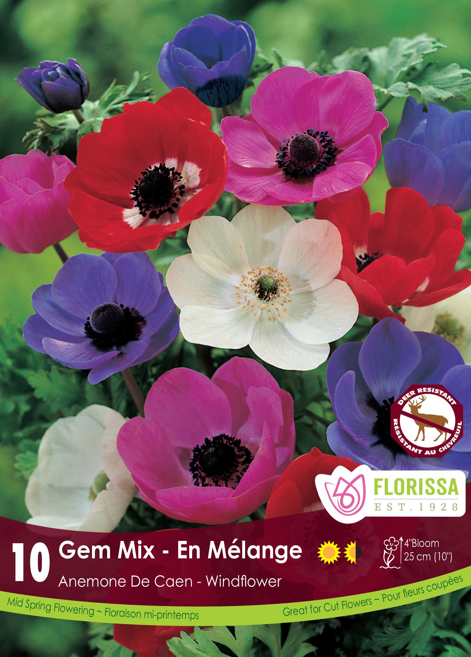 Anémone ‘De Caen Mixed’ (<em>Anemone coronaria</em> De Caen Mixed)